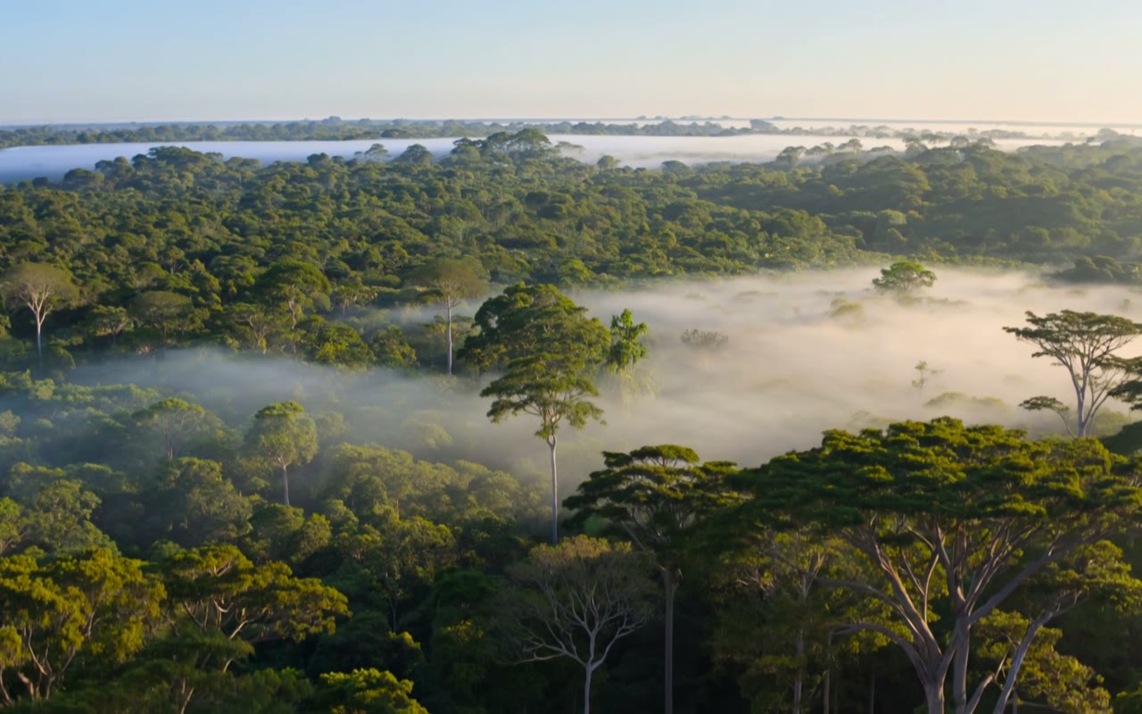 O que significa a certificação FSC na madeira